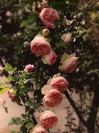 Anche oggi le rose bourbon possono dividersi in due gruppi: Guida Alla Coltivazione Della Rosa Rampicante Pierre De Ronsard
