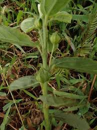 Image result for Sida serratifolia
