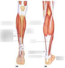 This is via the patella, where the quadriceps tendon becomes the patellar ligament, which then attaches to the tibia. Lower Leg Muscles Diagram Quizlet