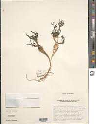 Image result for Euphorbia schimperiana