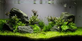 Image result for Eriocaulon cinereum