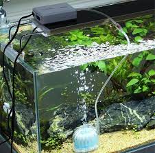 Yuk, simak di bawah ini! Ini Caranya Menyiapkan Akuarium Ikan Idaman Untuk Pemula