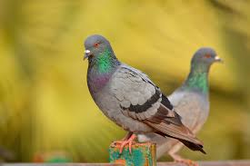 Maybe you would like to learn more about one of these? How To Keep Pigeons Out Of Your Garden Avian Control