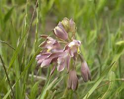 Image result for Eulophia hians