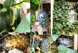 Image result for Cucumis quintanilhae