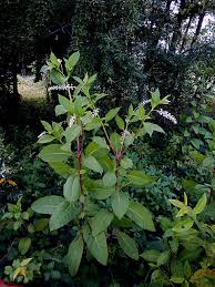 If the regulars did not work, you have to use glyphosate herbicide (2% solution). Tag Pokeweed