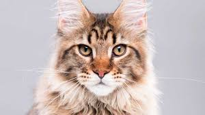 They are registered with tica. Maine Coon Price Personality Lifespan