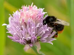 Tomentosa,, erycibe paniculata and celosia argentea are new reports in this area. Chives Wikipedia