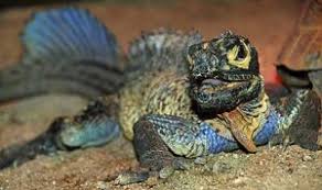 Luckily this website may help you locate your desired lizard/s, as i will have hatchlings available from time to time, and will occasionally import them when scouting out some other varieties. Hail To The Sailfin Lizard Animal Scene Magazine