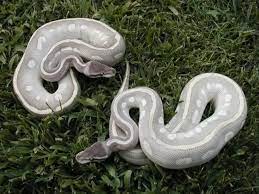 Edshal S Pets Mystic Potion Ball Python Ball Python Scaleless Ball Python Pet Snake