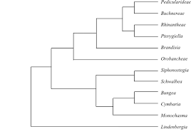 Image result for Acrotome thorncroftii
