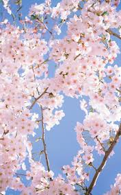 White Flowers Wallpaper Iphone Best Iphone Wallpaper Flower Phone Wallpaper Flower Wallpaper Iphone Wallpaper