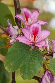 Image result for Bauhinia variegata