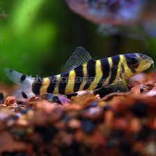 Dario Botia Loach Aquarium Fish Tropical Fish Aquarium Tropical Freshwater Fish
