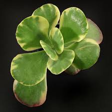 Image result for Kalanchoe thyrsiflora