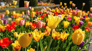 Maybe you would like to learn more about one of these? The Garden Of Europe Is In Full Bloom In The Netherlands Abc News