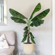 Image result for Musa Cavendish