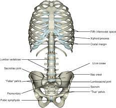 Bone structure on yhe left lower abdomen. 4 The Abdomen Pelvis And Perineum Pocket Dentistry