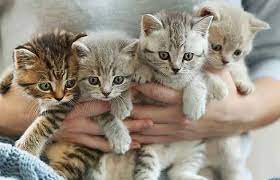 ما هو السن المناسب لزواج القطط الشيرازي أو السيامي أو السيبيري أو البري إندكو