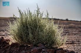 Image result for Salsola