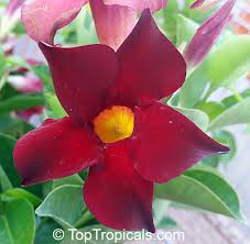 Image result for dipladenie sanderi obrázek