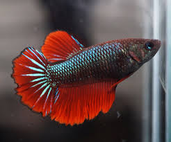 Live Betta Fish Fancy Metallic Super Orange Rt Rosetail Female F223 Betta Fish Betta Betta Aquarium