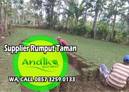 Bibit rumput gajah mini varigata asli varigata 100 × 100 cm: Jual Rumput Gajah Mini Kediri Tlp 0133 Andika Garden Penjual Rumput Gajah Mini Agromaret