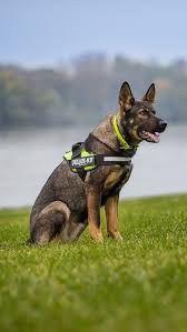 A sable german shepherd puppy requires three to four meals a day, for proper growth and to avoid bloating (which can be fatal). 52 Dark Red Sable German Shepherd Male Puppies Or Adults Ideas Sable German Shepherd German Shepherd Puppies