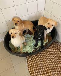 tierschutzverein freilassing diese 4 wunderhubschen labradordamen haben am 03 02 21 ihre quarantanezeit uberstanden und suchen ein liebevolles zuhause einzelheiten zur vermittlung findet ihr auf der startseite unserer homepage www tierheim