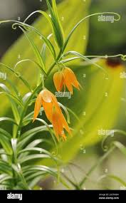 Image result for Littonia modesta