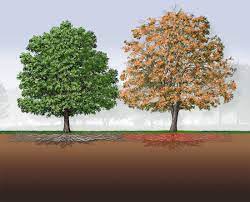 The State Of Texas Helps Landowners Protect The Oak