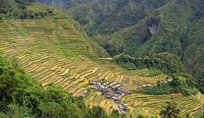 Genetically modified foods have recently been in the new headlines for both their positive attributes and the negatives of genetic modification, this essay will look at the effects genetically modified. Genetically Modified Golden Rice Falls Short On Lifesaving Promises The Source Washington University In St Louis