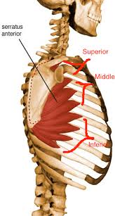 Musings On Scapular Winging Anatomy Muscular And Nerve Causes And Exercise Considerations B Reddy Org