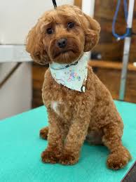 DOG GROOMER***** any chance someone has opening to get my Sheltie in