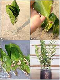 种子变盆 来自小小森林的图片分享 堆糖 indoor flowering plants plants propagating plants