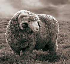Black And White Sheep Breeds Nz Merino Sheep New Zealand Merino Sheep Sheep Breeds Sheep