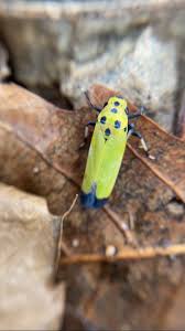 Image result for Vangueria ferruginea