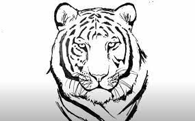 how to draw a tiger face step by step in 2021 tiger drawing tiger face drawing tiger face