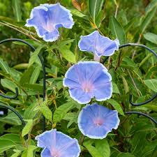 Image result for Ipomoea nil