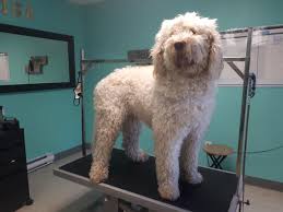 A saint berdoodle is an amazingly friendly and cheerful breed. Saint Bernard Mix With Poodle Pawfect Pet Grooming Facebook