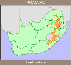 Image result for Microchloa altera