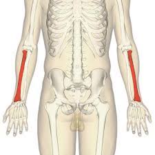 Radius and ulna anatomy bones body bones horror drawing human body anatomy medical art. Radius Bone Wikipedia
