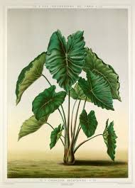 Pin On Antique Botanicals