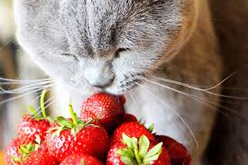 Unless your cat has an immediate and visceral allergic reaction, strawberries are harmless. Can Cats Eat Strawberries Best Sweet Treat