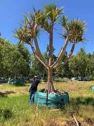 Image result for Pandanus utilis