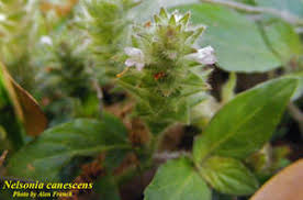 Image result for Nelsonia canescens