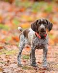 Pointer Dog Breed Information, Pictures, Characteristics ...