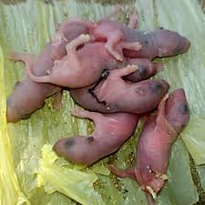 This was a baby mouse that had been abandoned by it's mother. I Found A Baby Mouse What Should I Do Pet Mice Blog Co Uk