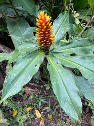 Image result for Renealmia