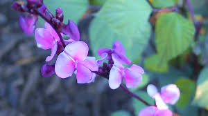 Maybe you would like to learn more about one of these? Hyacinth Bean Vines Grow Like Magic Dengarden
